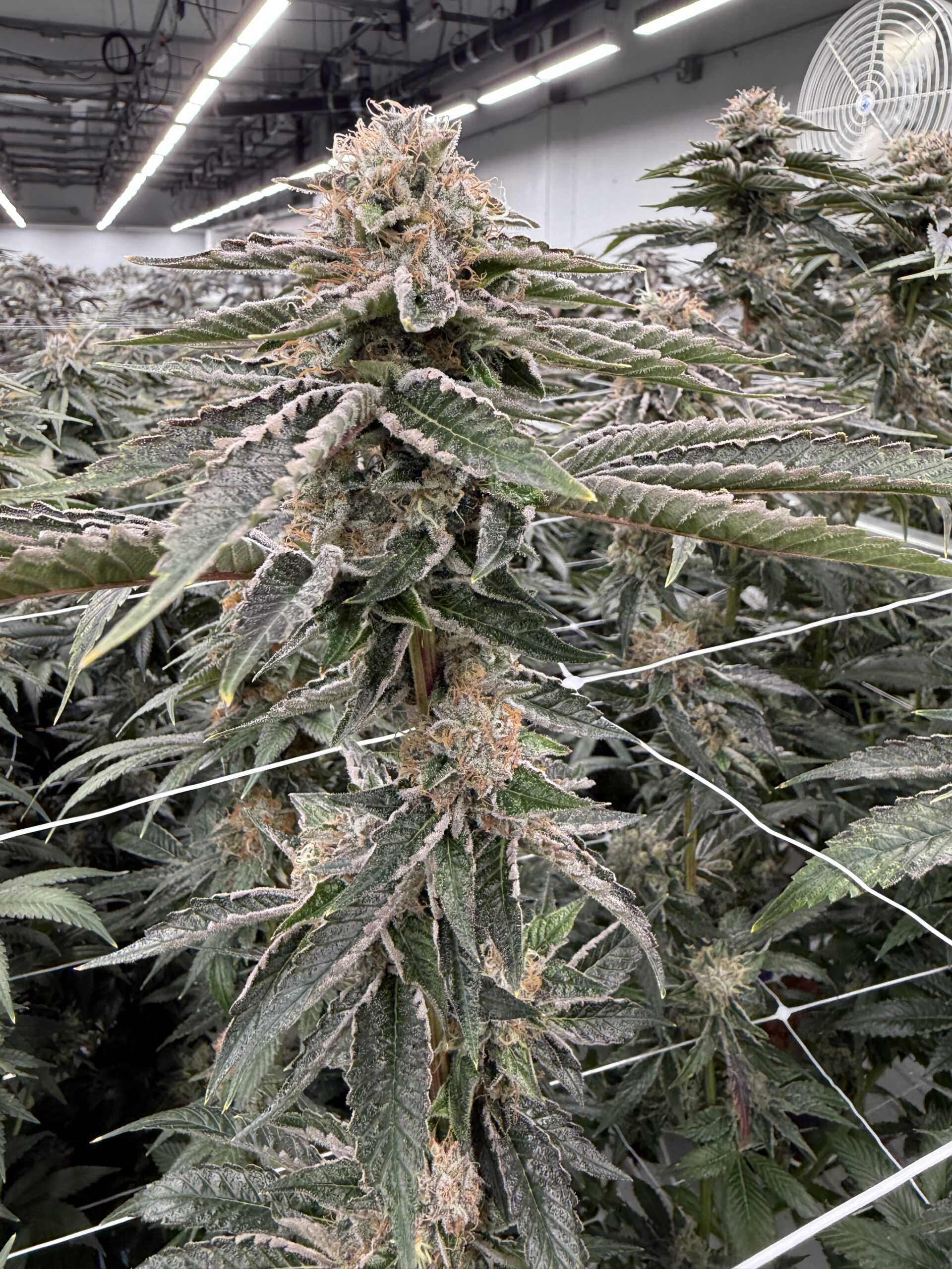 Oc-tang x Gas Cap - Image 4