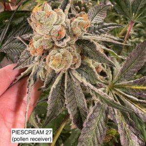 PieScream 27 x Gas Cap 11