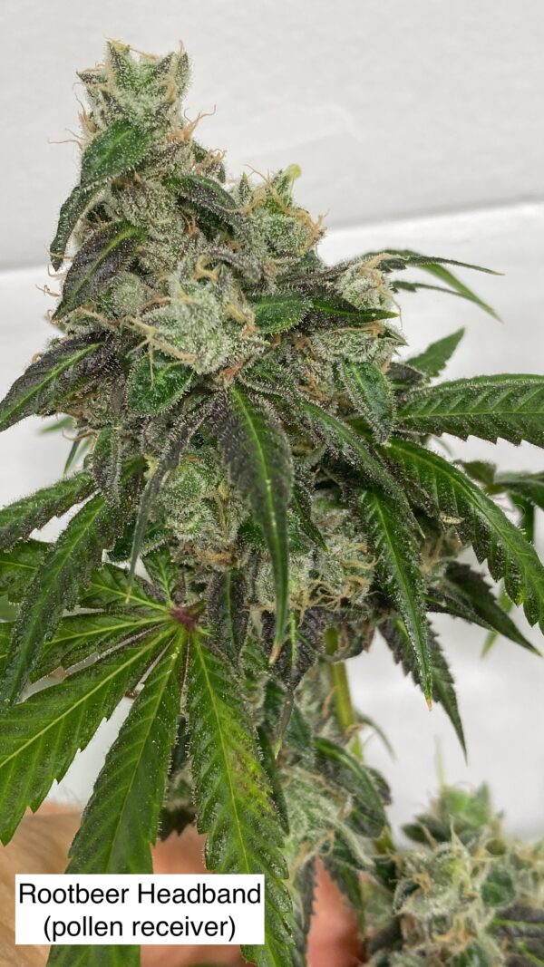 (Rootbeer x Headband) x Gas Cap 11