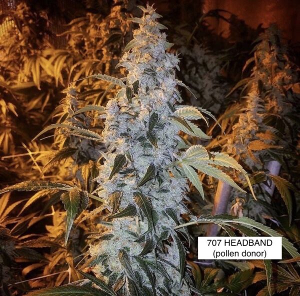 707 Headband bc1- (Zkittlez x Headband) x Headband - Image 2