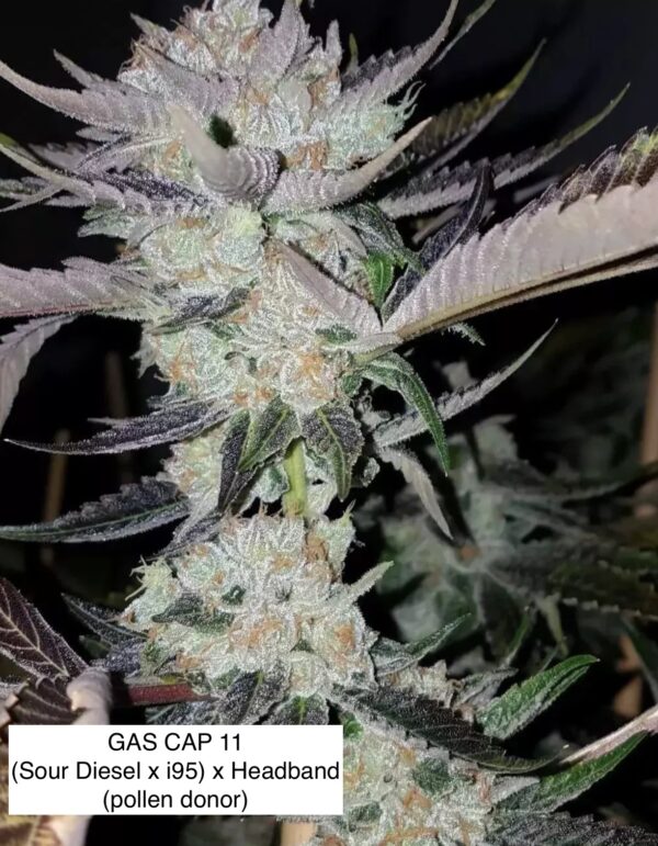 (Zkittlez x Headband) x Gas Cap 11 - Image 2