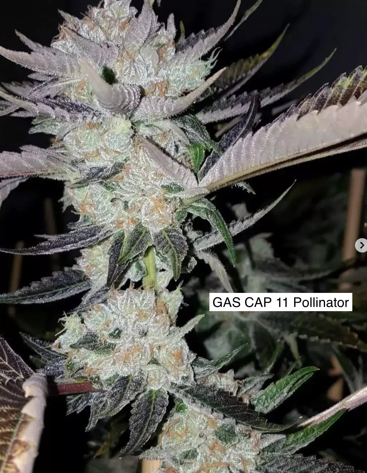 OG Kush x Gas Cap 11 - Image 2