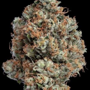 Blue Mountain Gas bc1 (Sour Diesel x I95) x Gas Cap 11