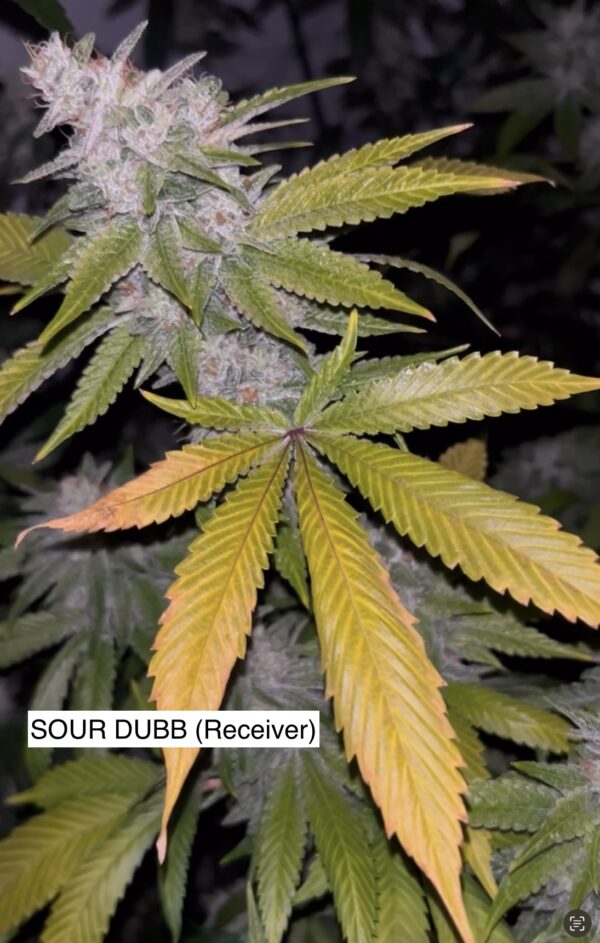 Sour Dubb x Gas Cap 11