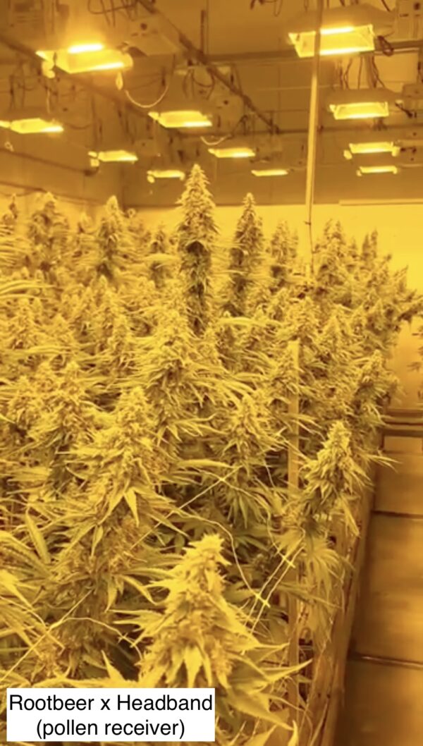 (Rootbeer x Headband) x Gas Cap 11 - Image 2