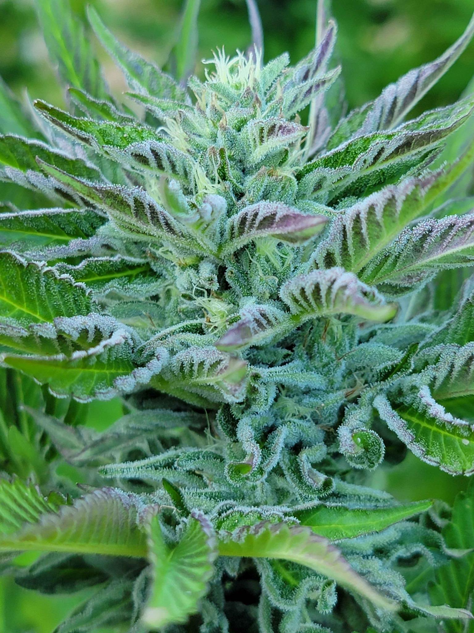 Lime "L" x Hindu - Image 2