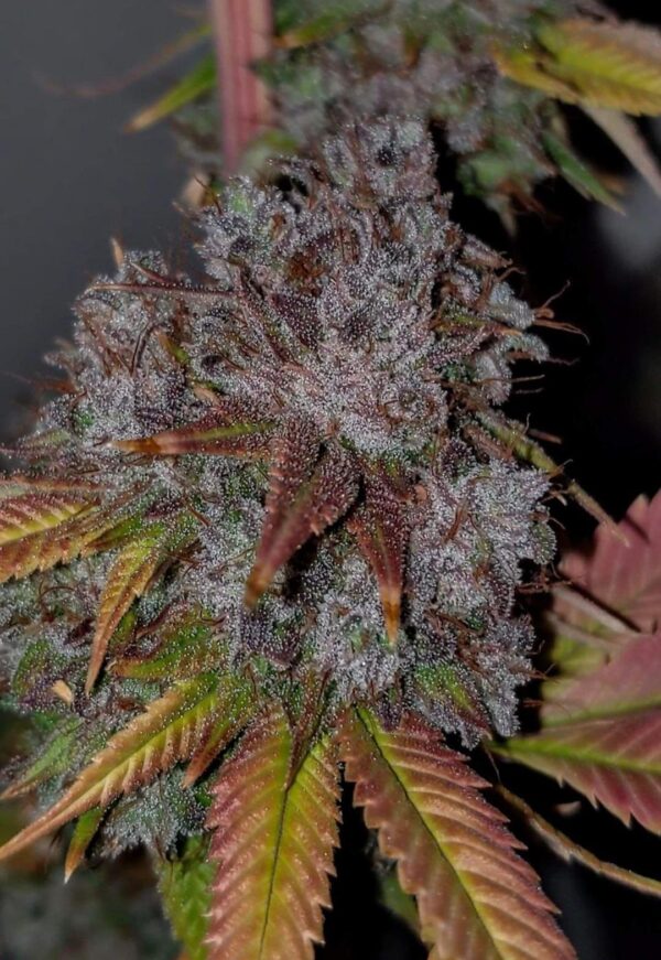 Pink Rootbeer