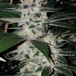 Headband bc1 (Headline 10 x Headband)