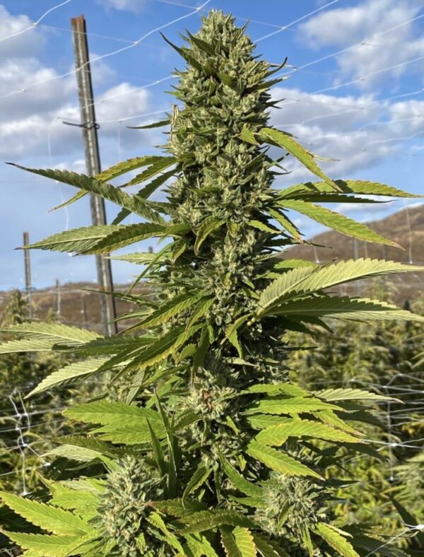 Rootbeer BC3 - Image 5