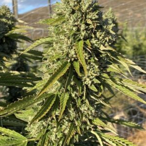 Rootbeer BC3