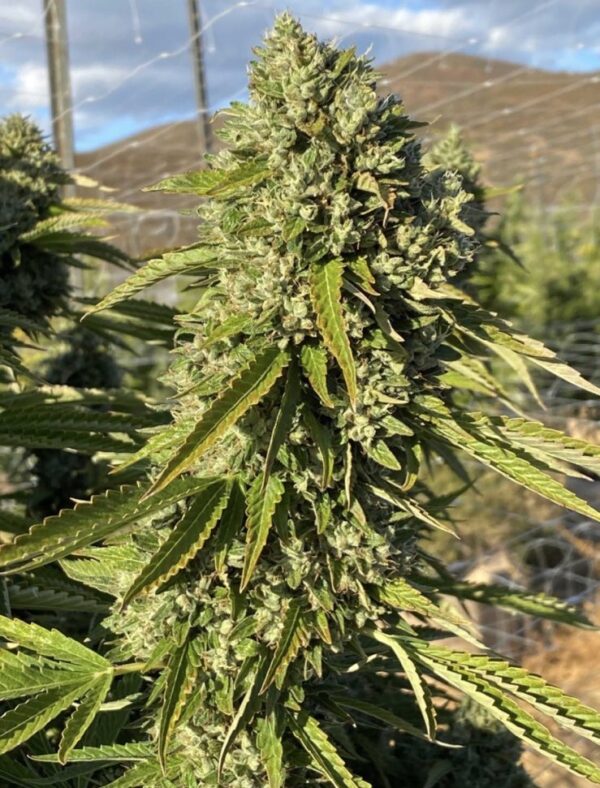 Rootbeer BC3
