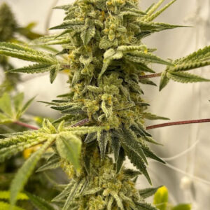 Sunshine 4 x Gas Cap 11