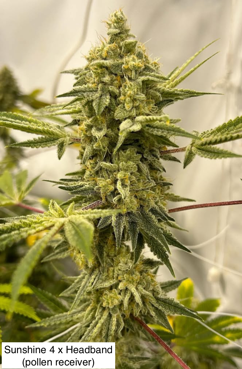 Sunshine 4 x Gas Cap 11