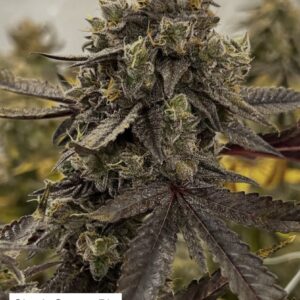 Sherb Cream Pie x Gas Cap 11