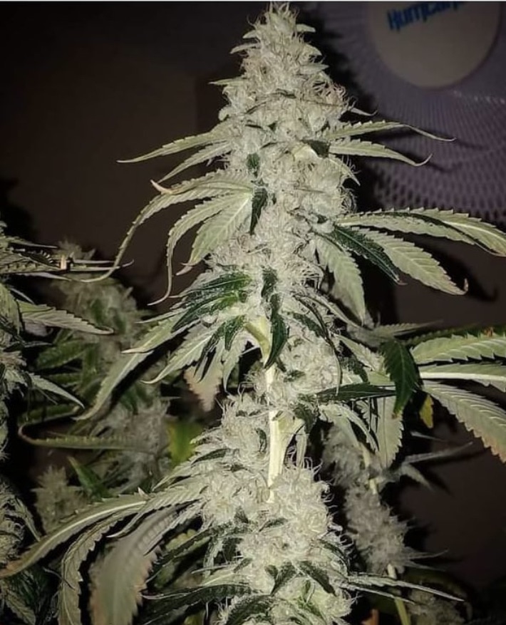 Chem Bandana - Image 2