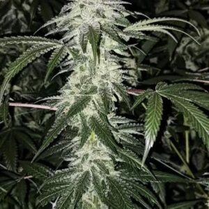 Headmaster (Master Kush x Headband)