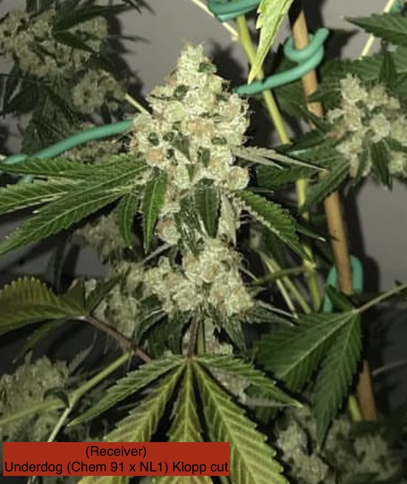 Underdog (Chem 91 x NL1) x Headband - Image 3