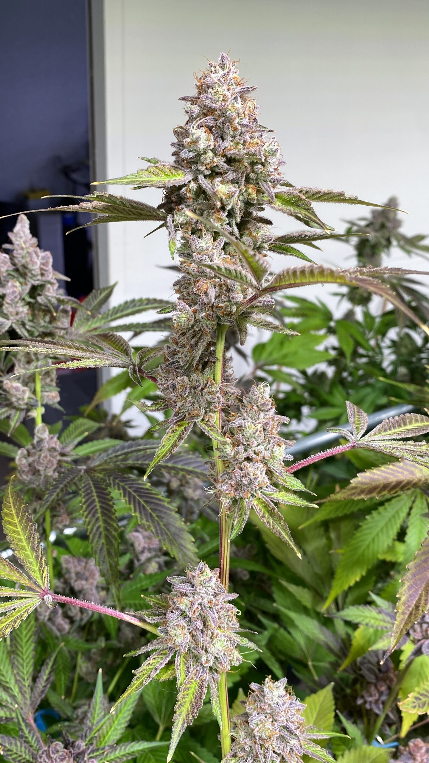 Glitter Bomb x Headband - Image 5