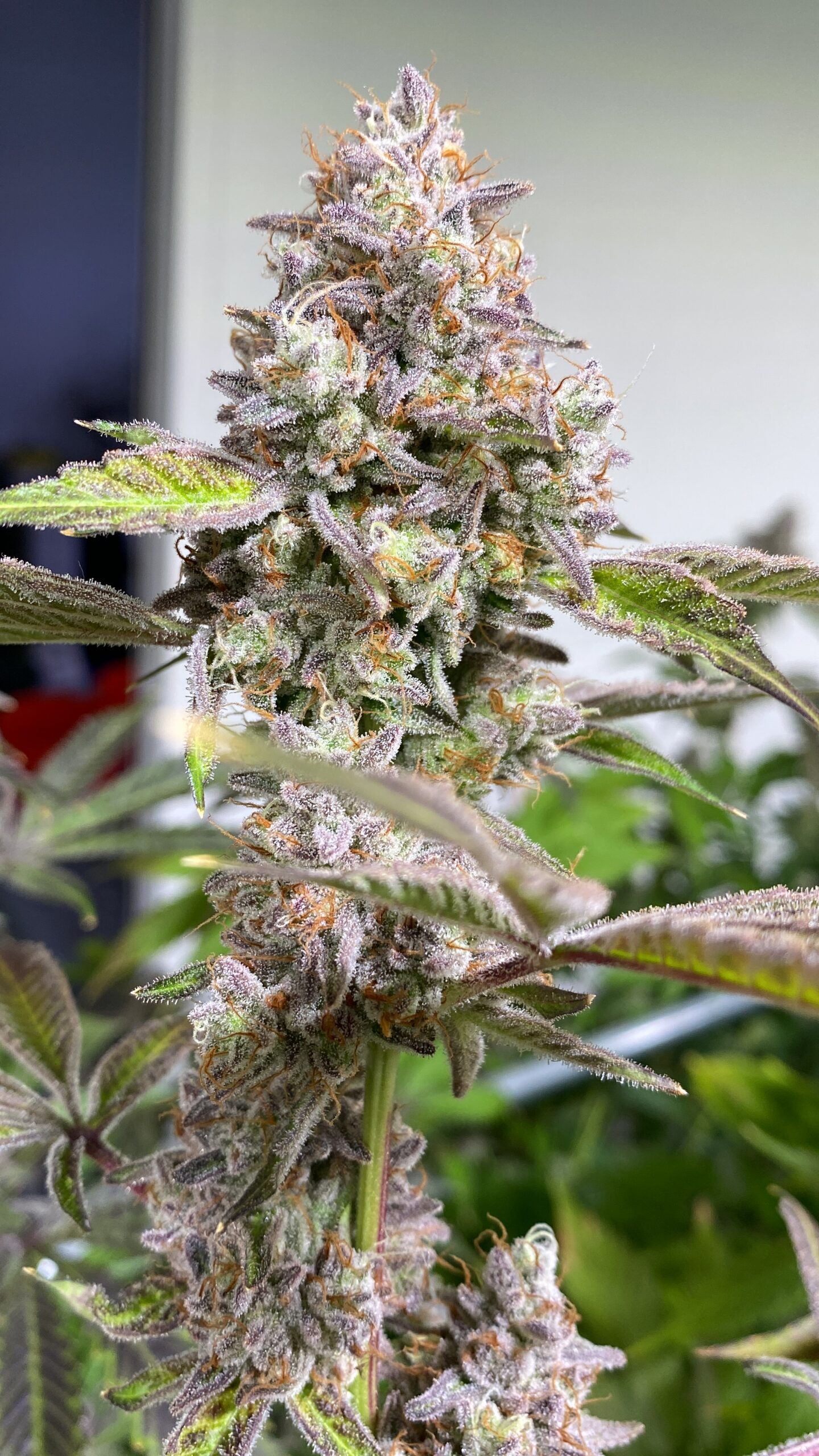 Glitter Bomb x Headband - Image 4