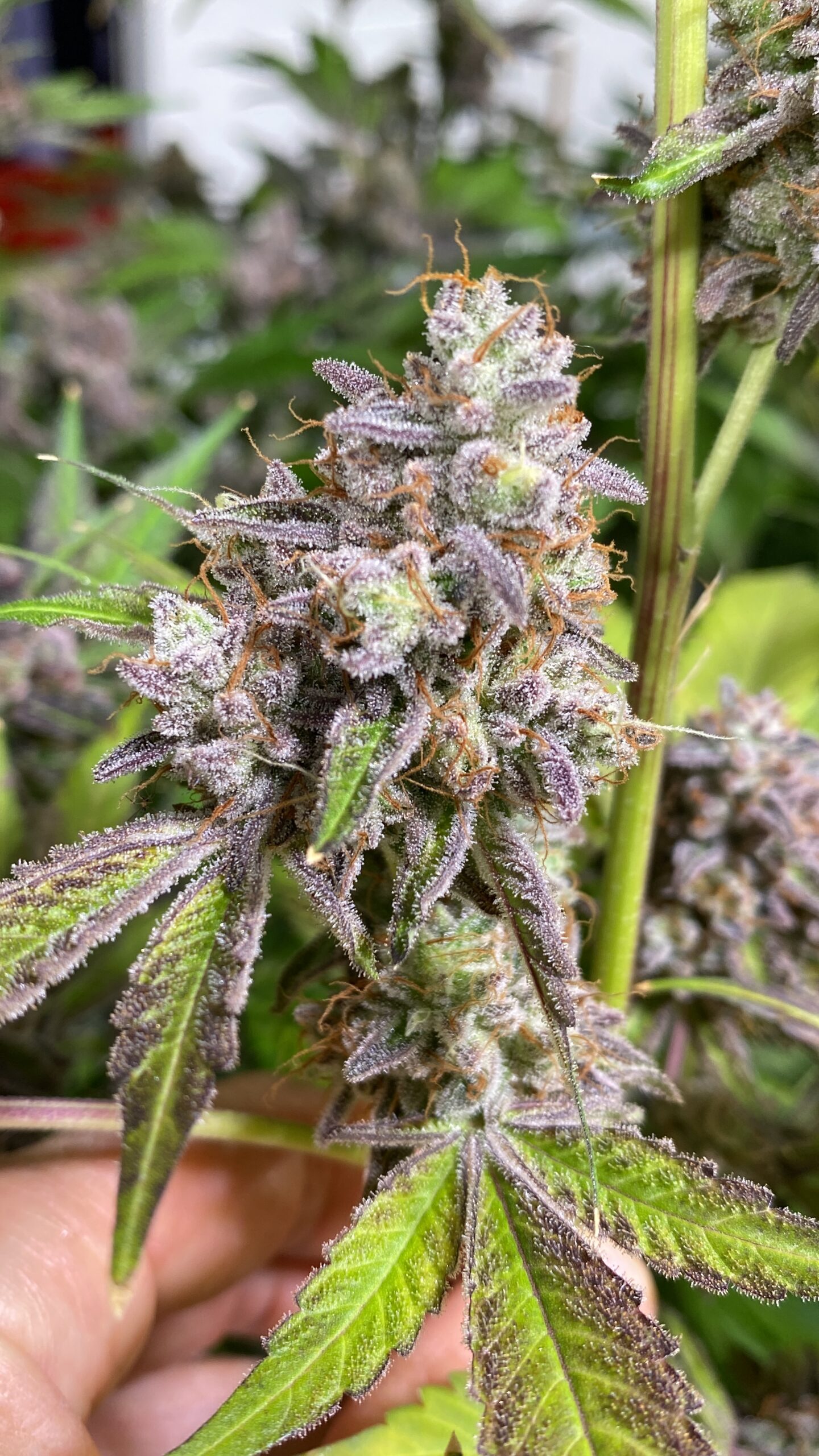 Glitter Bomb x Headband - Image 3