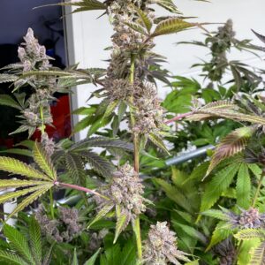 Glitter Bomb x Headband