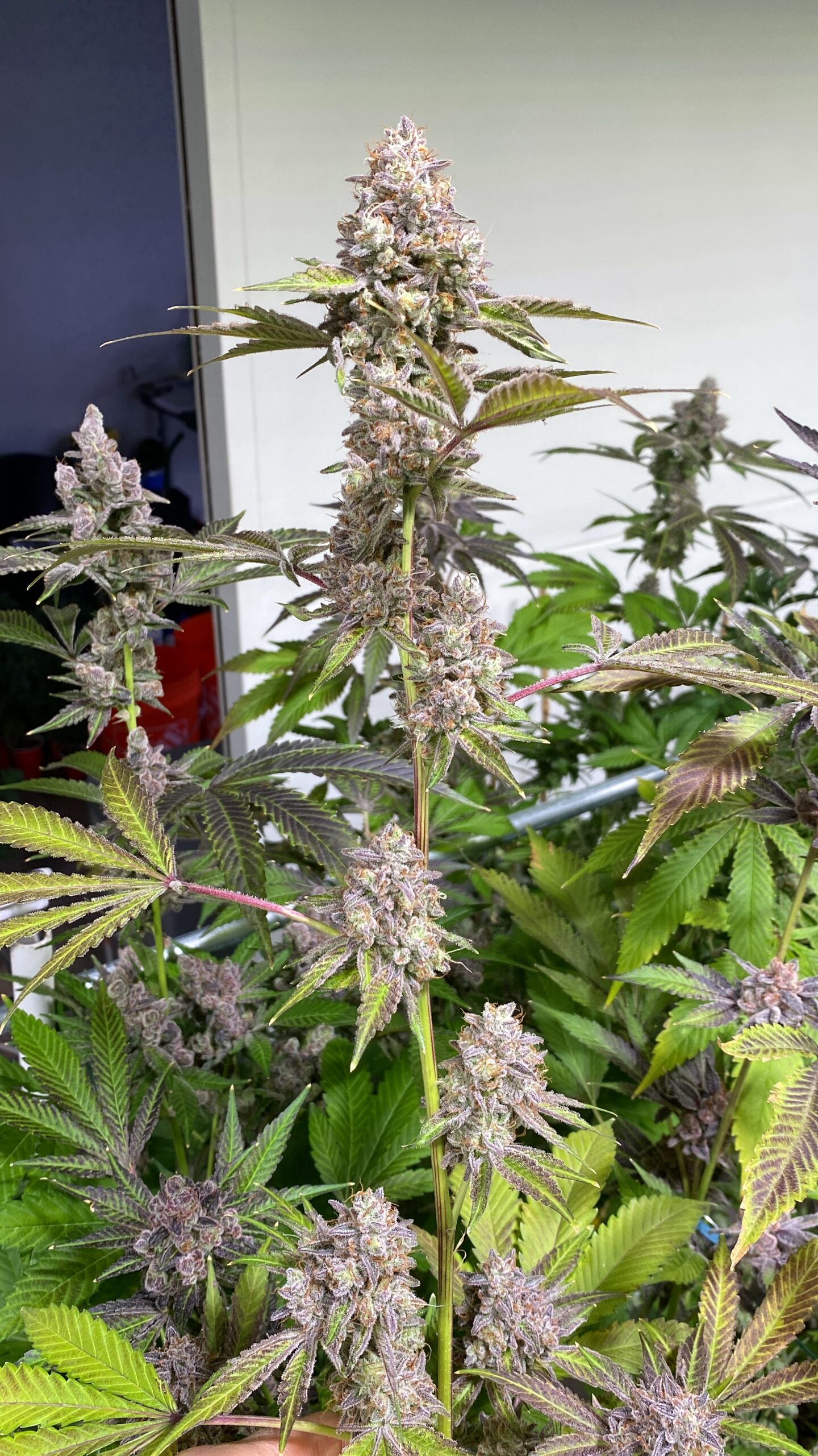 Glitter Bomb x Headband