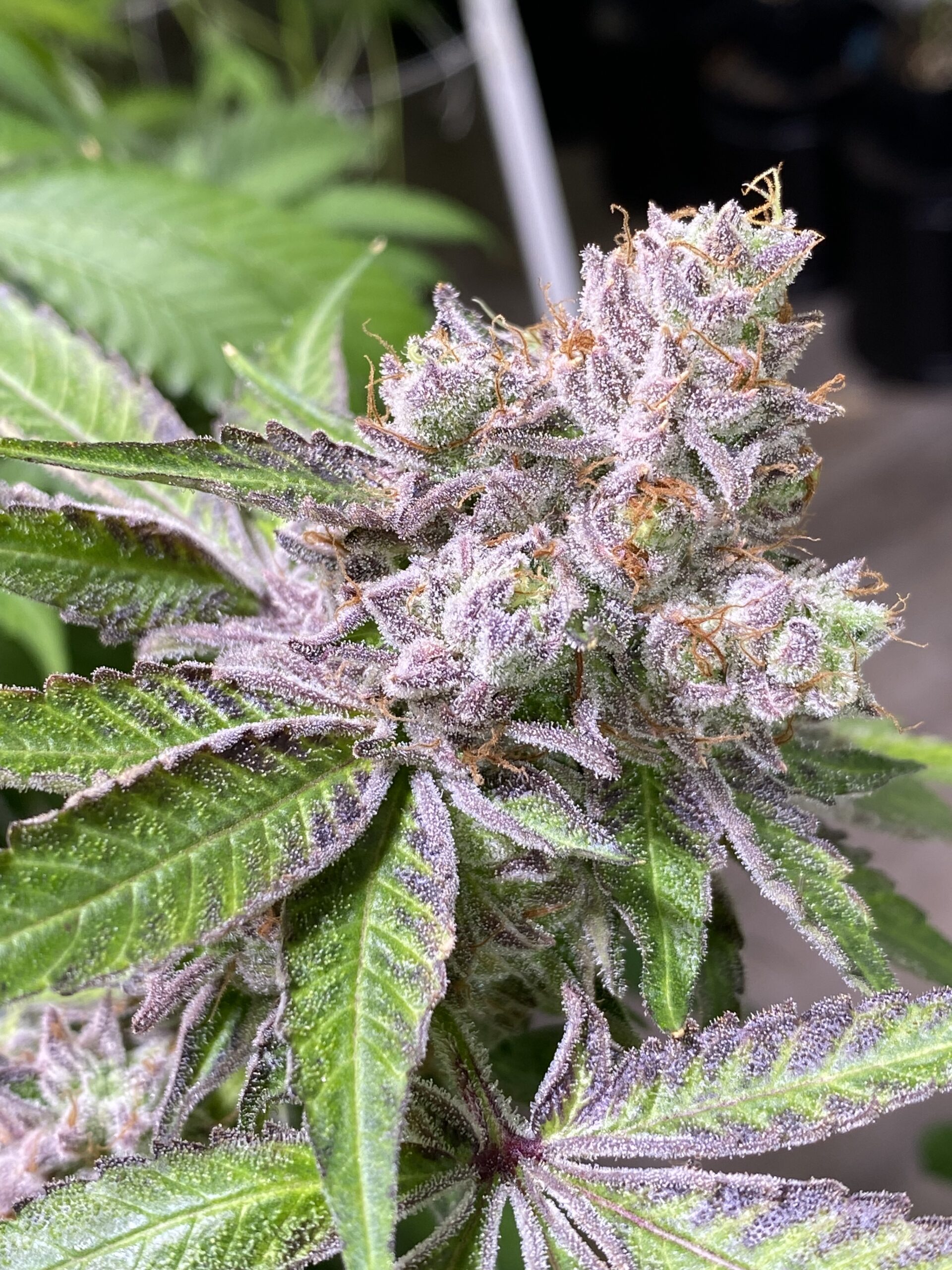 Glitter Bomb x Headband - Image 2