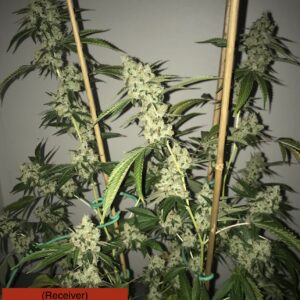 Underdog (Chem 91 x NL1) x Headband