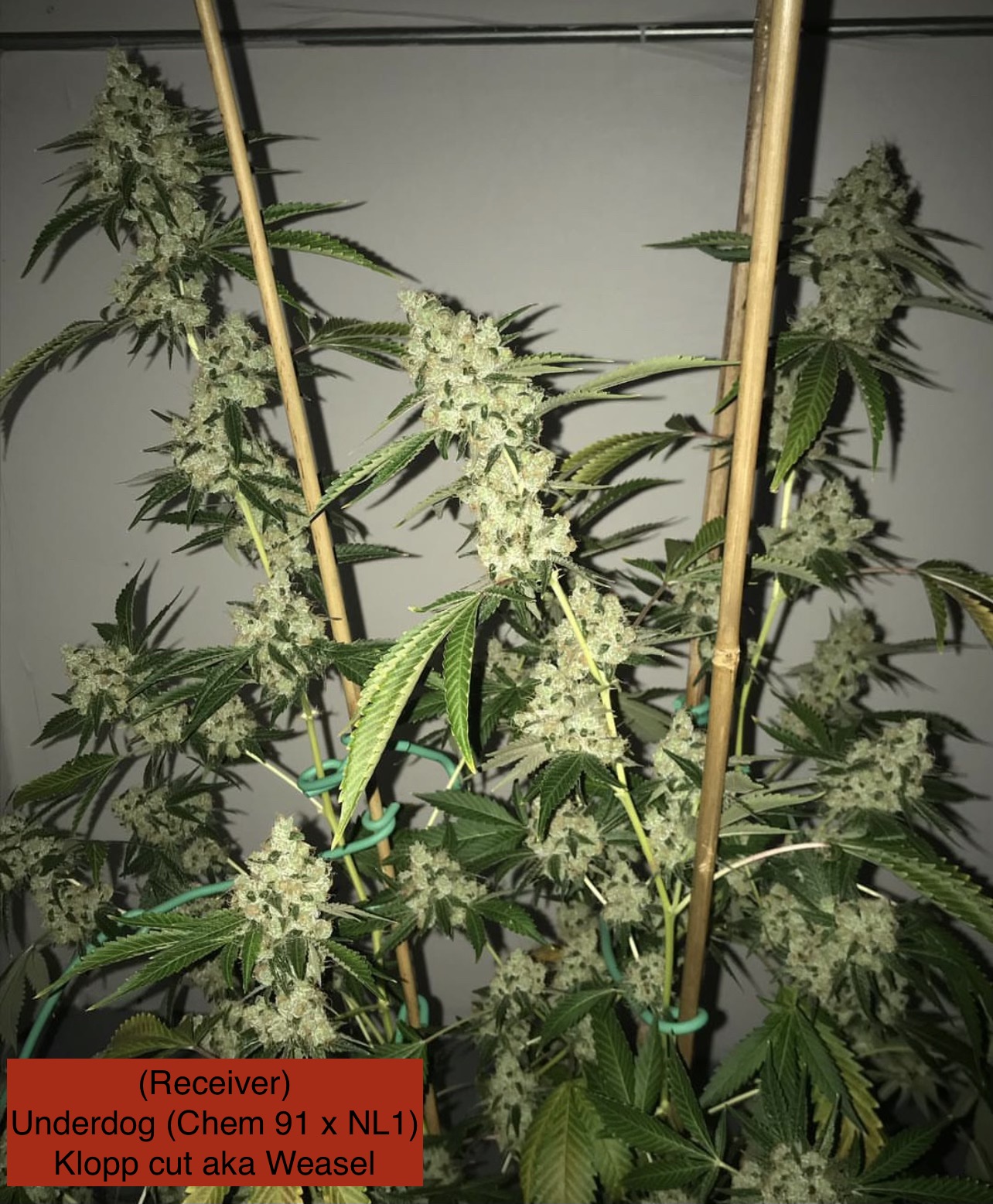 Underdog (Chem 91 x NL1) x Headband