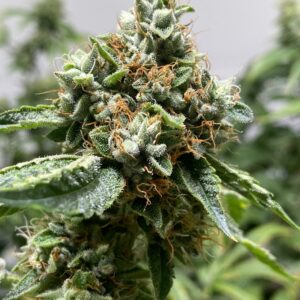 Skywalker OG x Headband