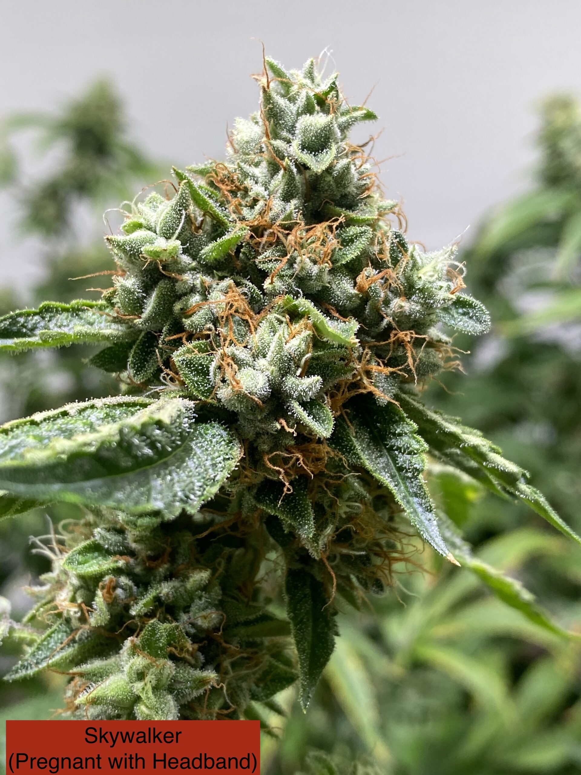 Skywalker OG x Headband