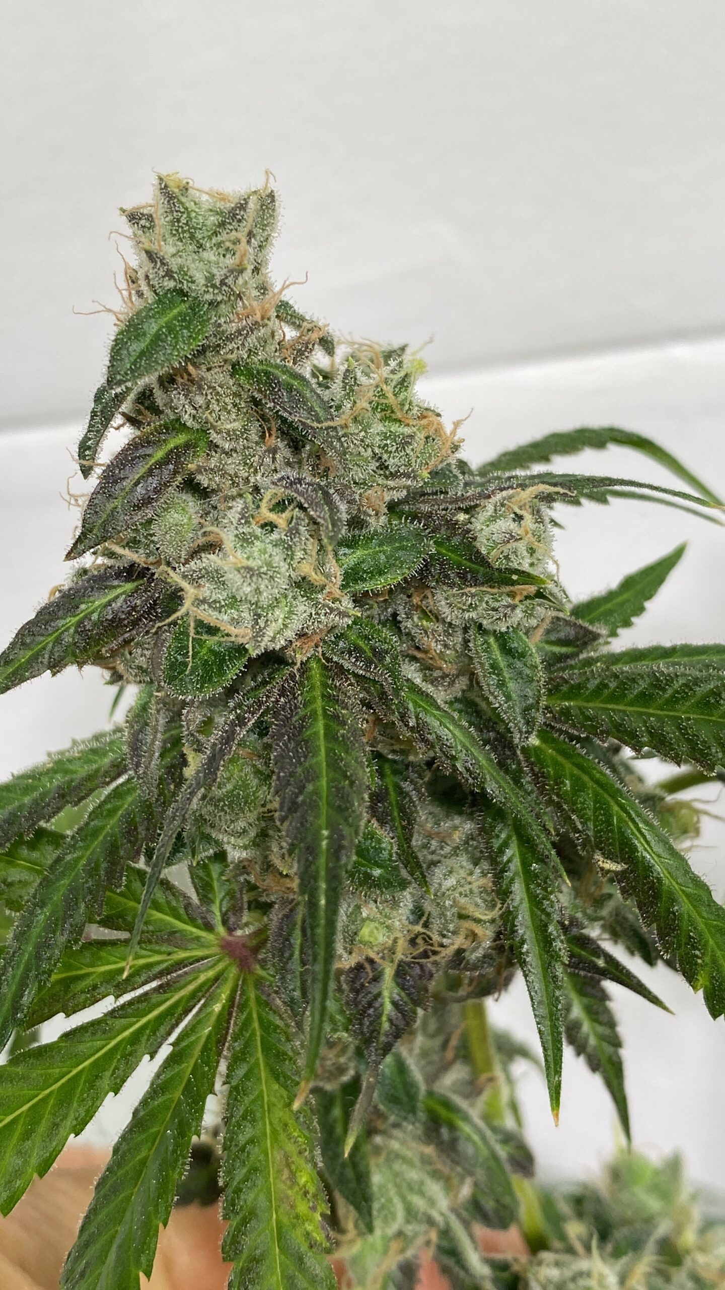 Rootbeer (Breeder Cut) x Headband - Image 5