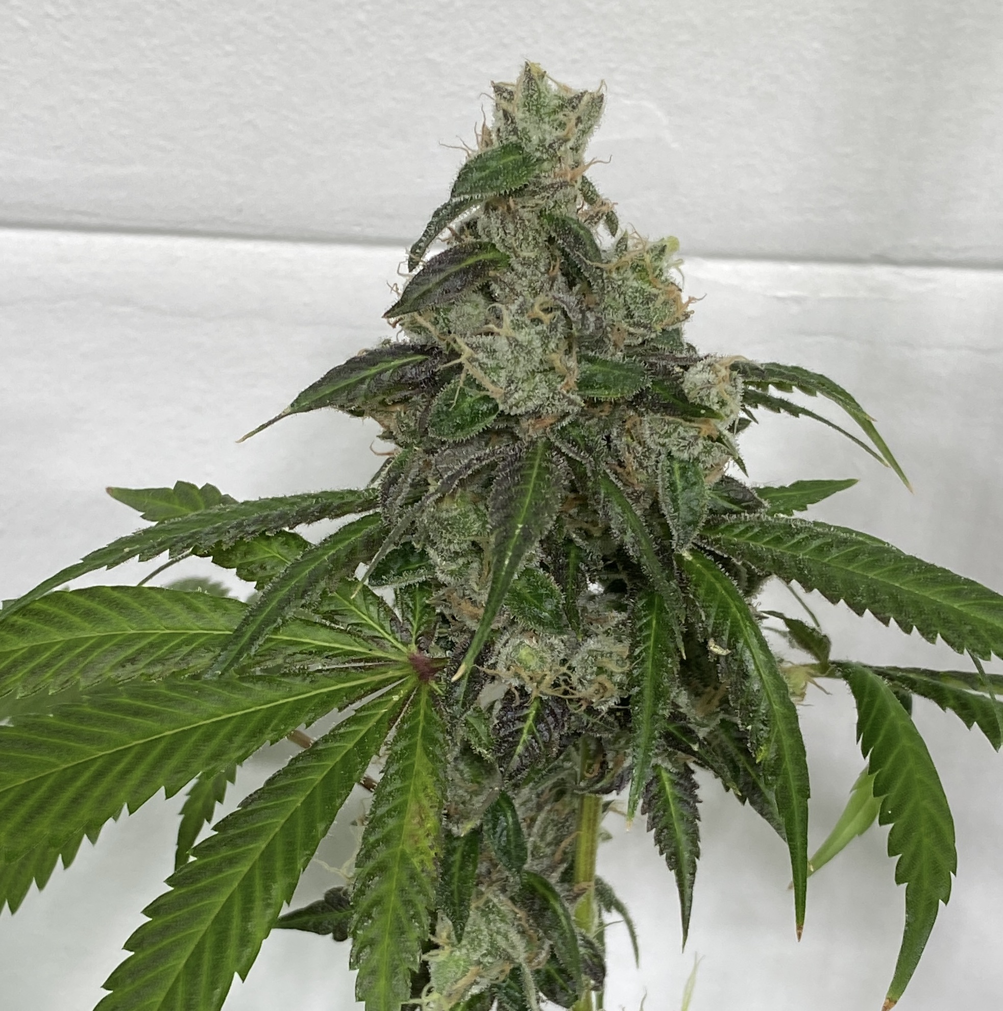 Rootbeer (Breeder Cut) x Headband - Image 3