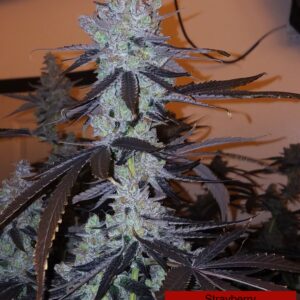 Strayberry x Caramel (R)