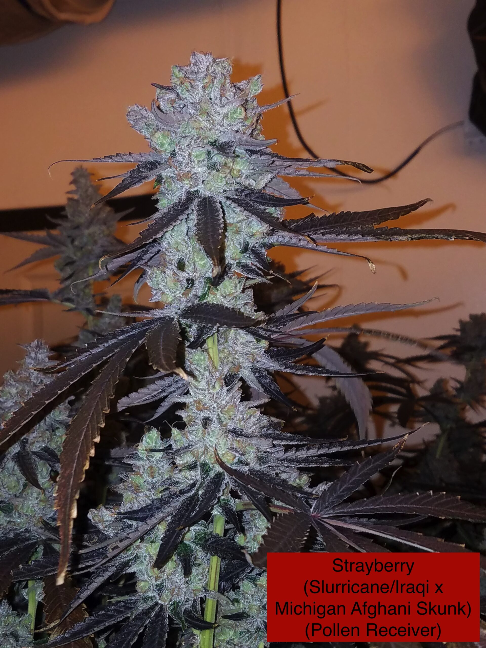 Strayberry x Caramel (R)