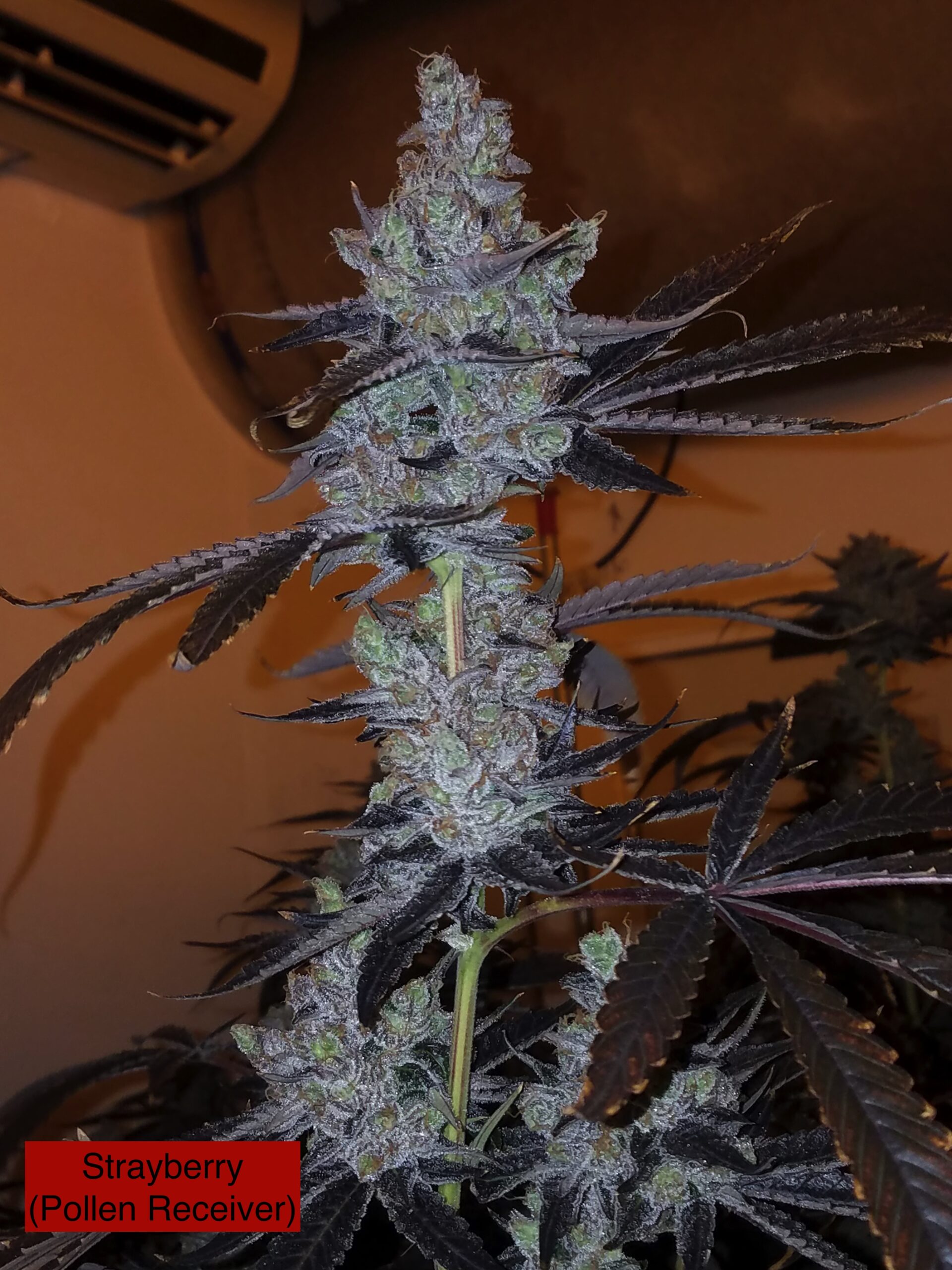 Strayberry x Caramel (R) - Image 3