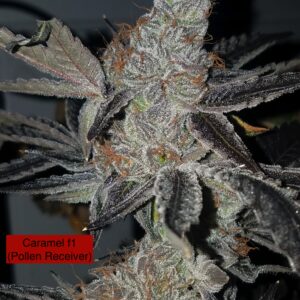 Caramel F1 #3 x Headband