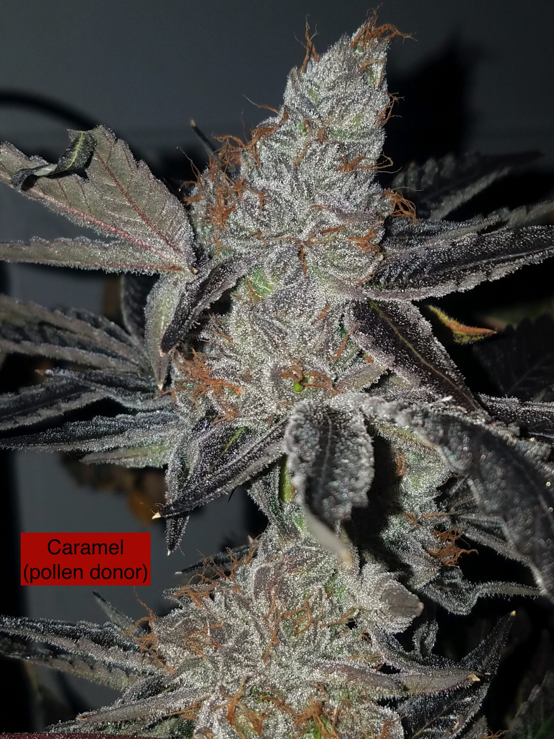 Strayberry x Caramel (R) - Image 2