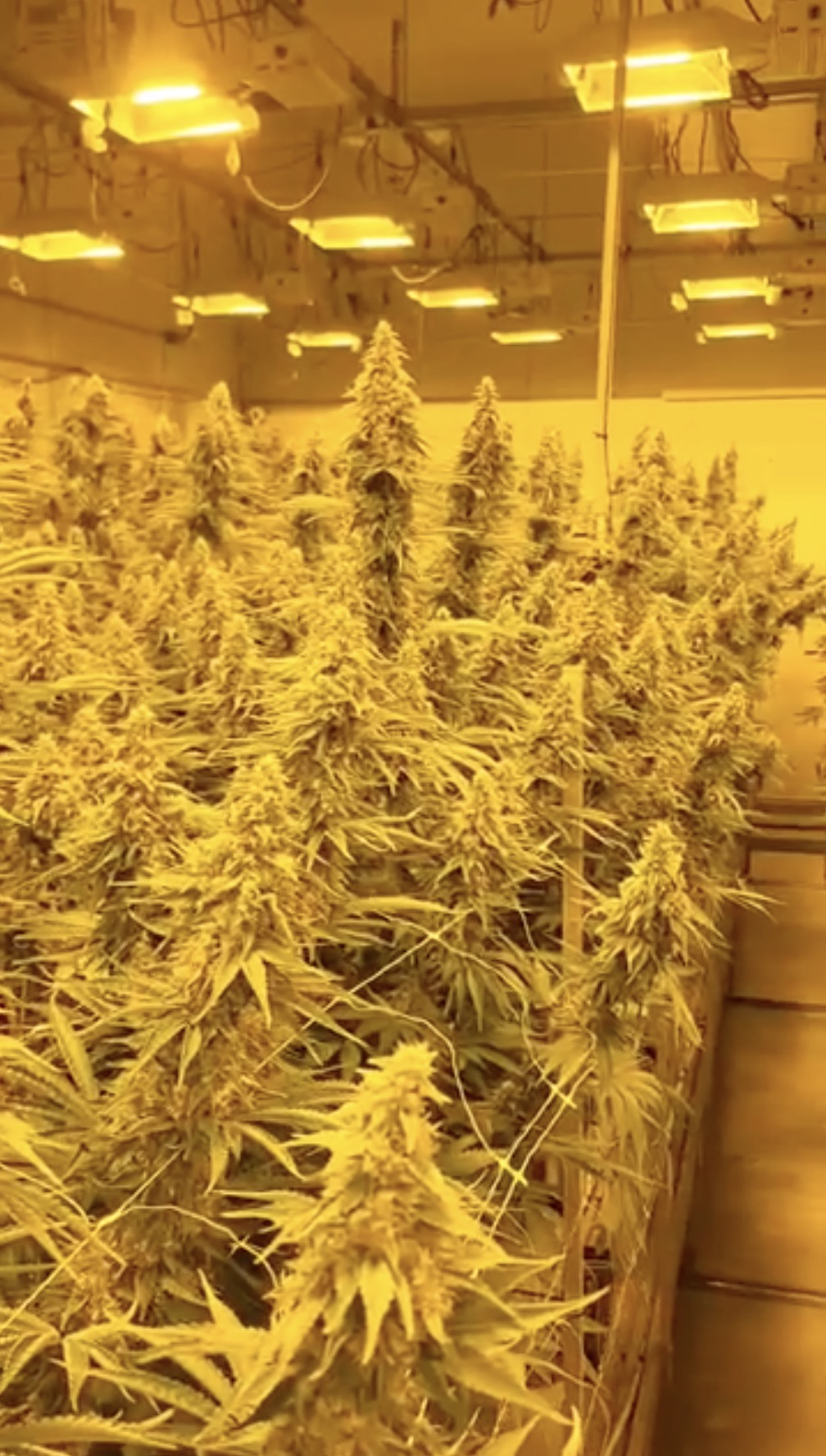 Rootbeer (Breeder Cut) x Headband - Image 2