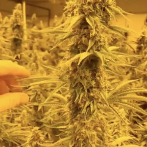 Rootbeer (Breeder Cut) x Headband