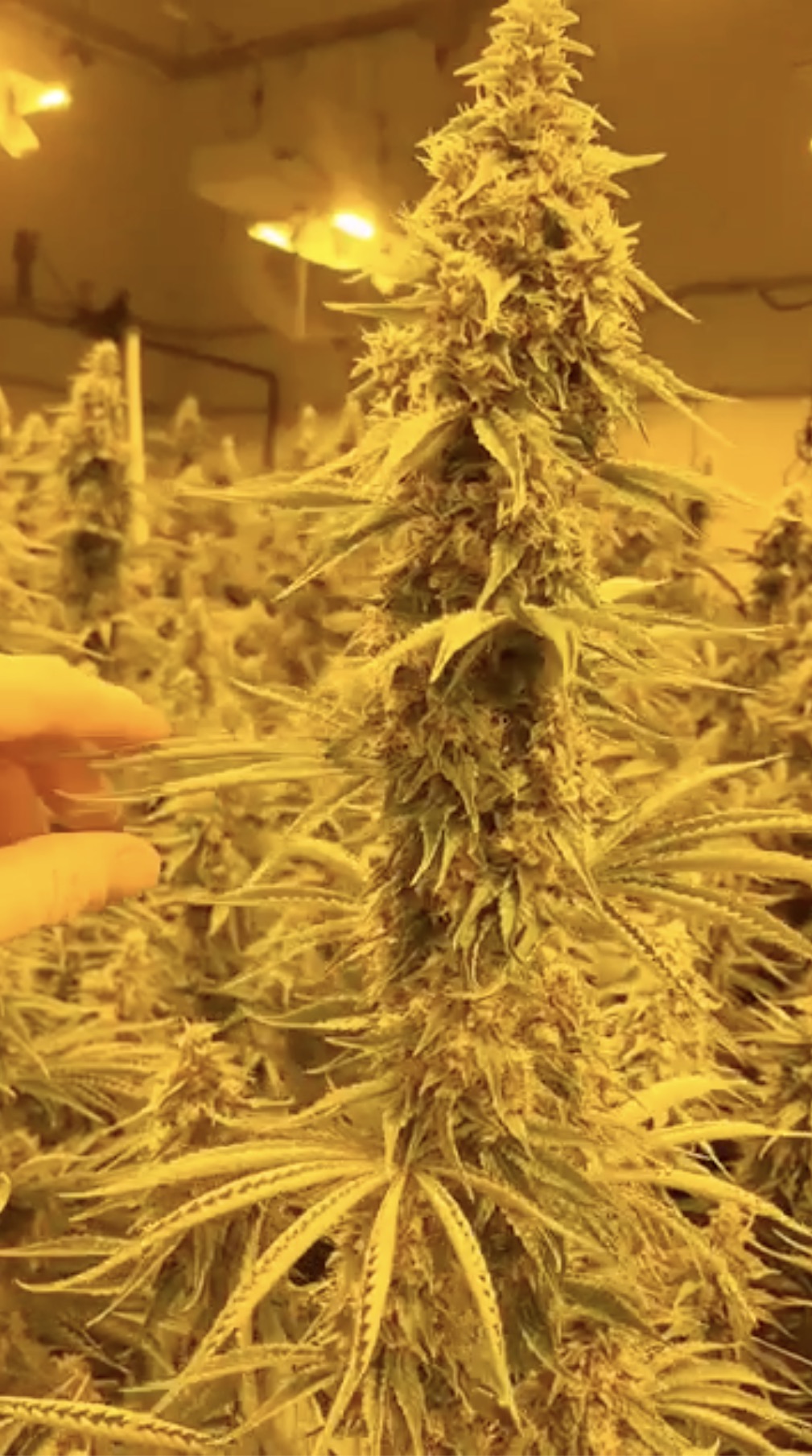 Rootbeer (Breeder Cut) x Headband