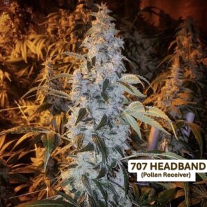 Headband x Gas Cap 11