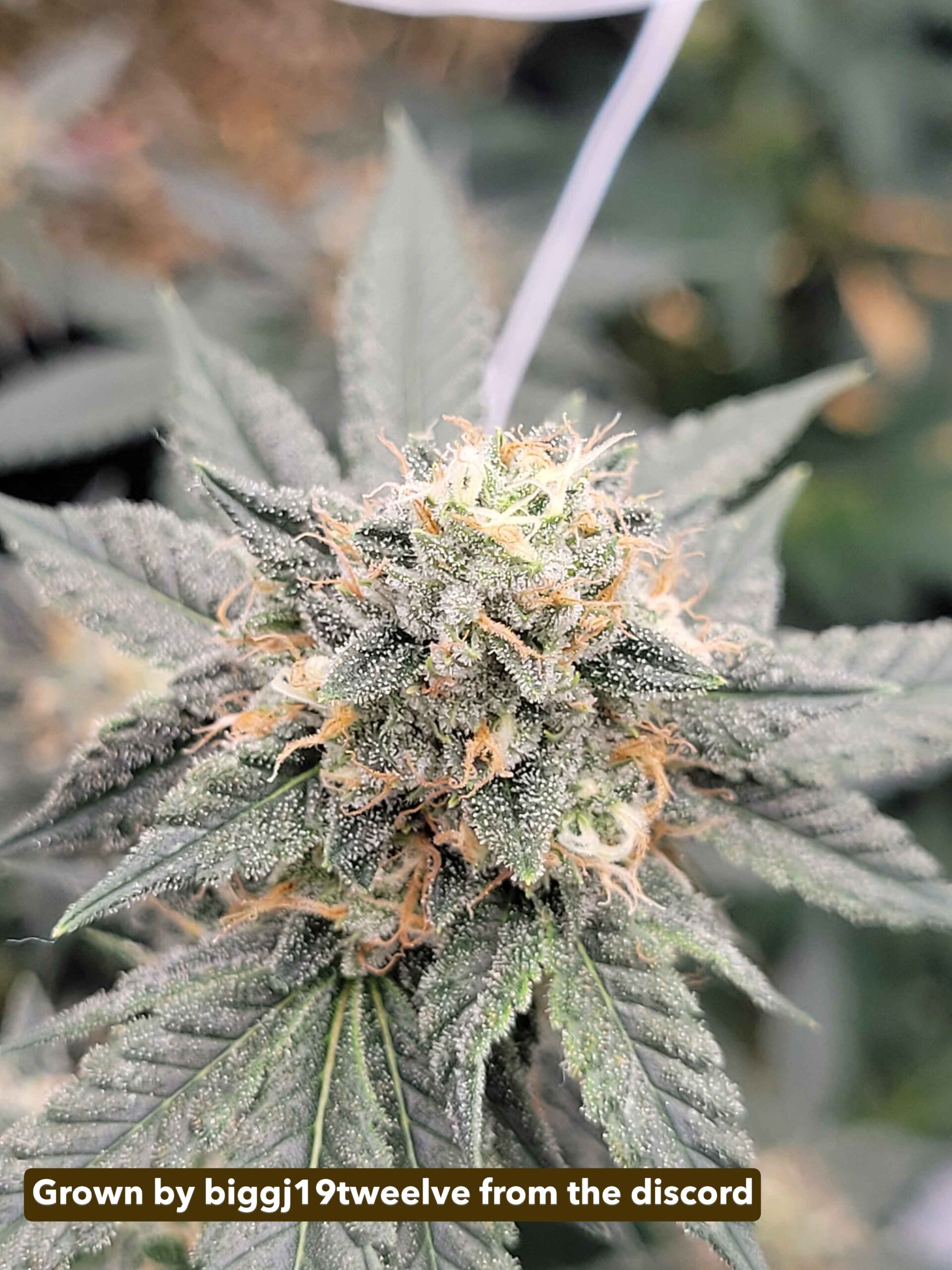 Rootbeer (Breeder Cut) x Headband - Image 6