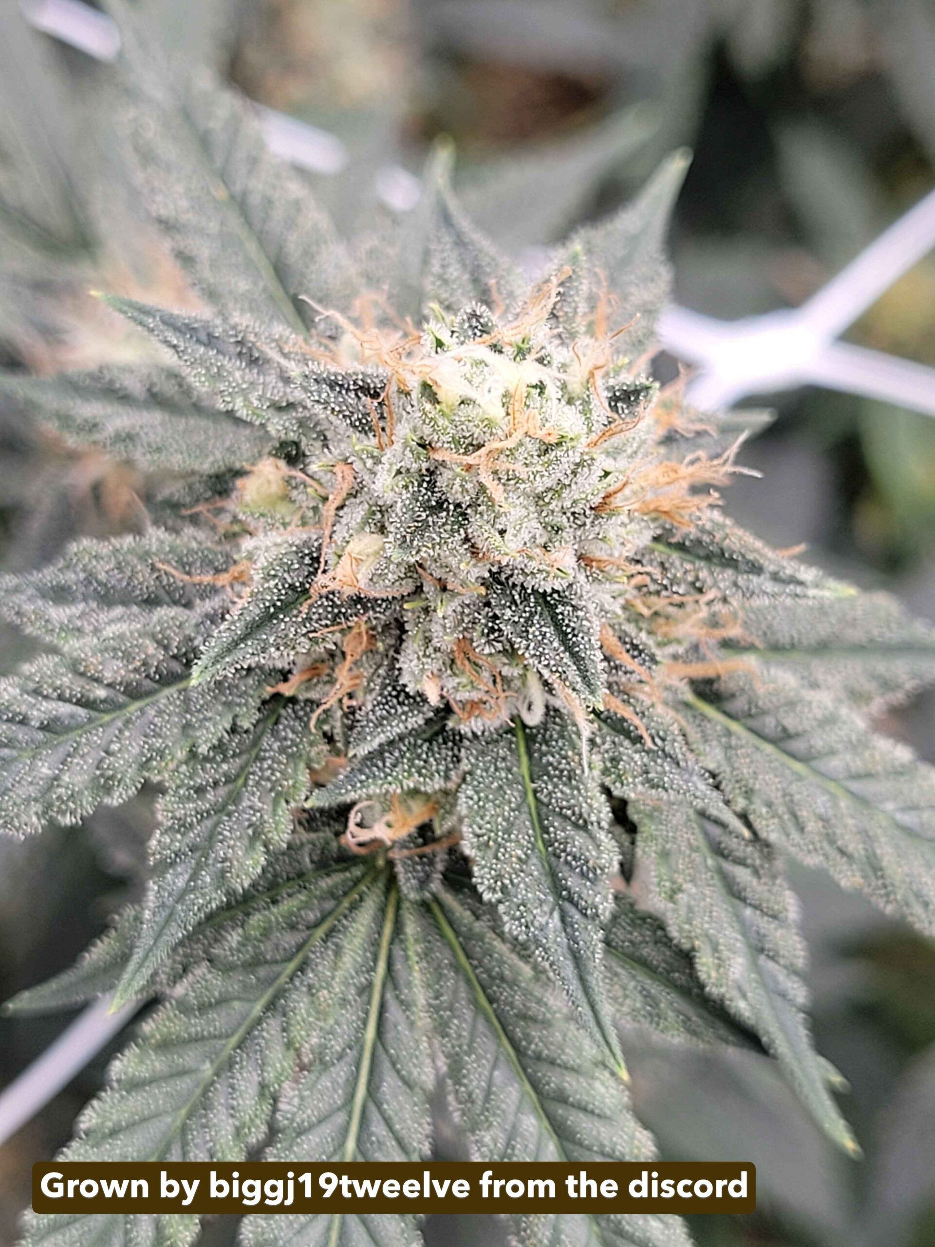 Rootbeer (Breeder Cut) x Headband - Image 7