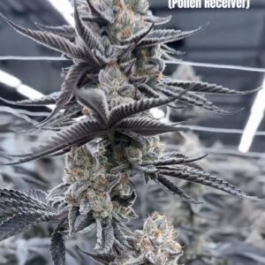 22 Lemons x Headband