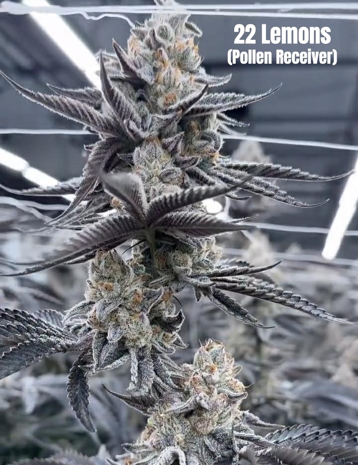 22 Lemons x Headband