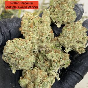 (A5 Haze x Caramel  1🏆) x Headband