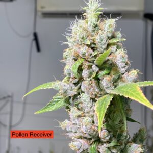 Head to Head x Headband