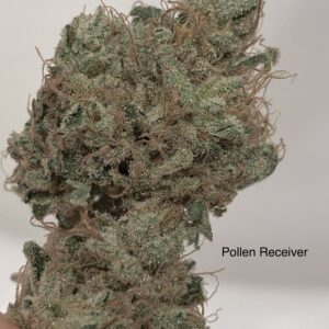 (RS11 x Sour Diesel) x Headband