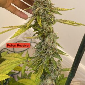 Tang Brain 8 x Headband